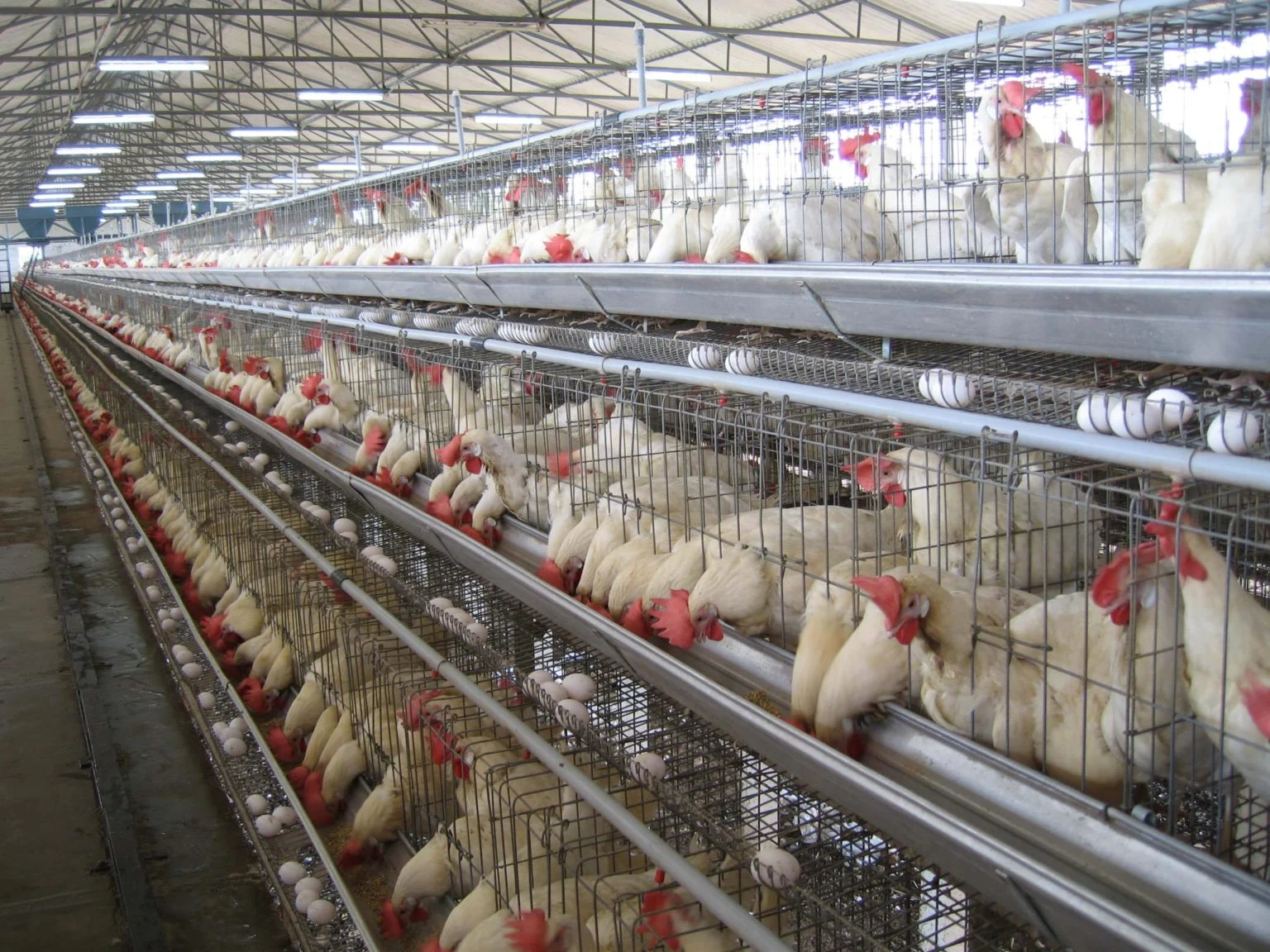 Poultry Cage Systems
