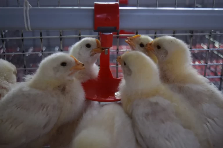 Chakra Poultry Water Drinking Systems