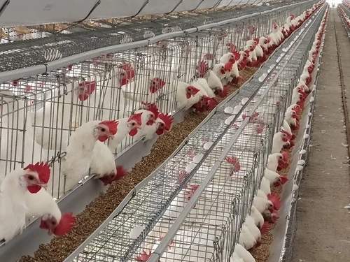 Chakra Poultry Layer Cages