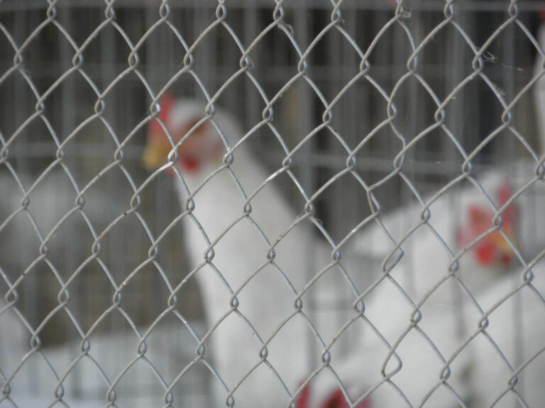 Fencing for Poultry Farm