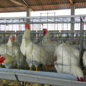 Poultry Cage Systems