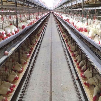 Poultry Cage Systems