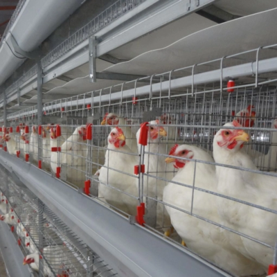 Poultry Cage Systems