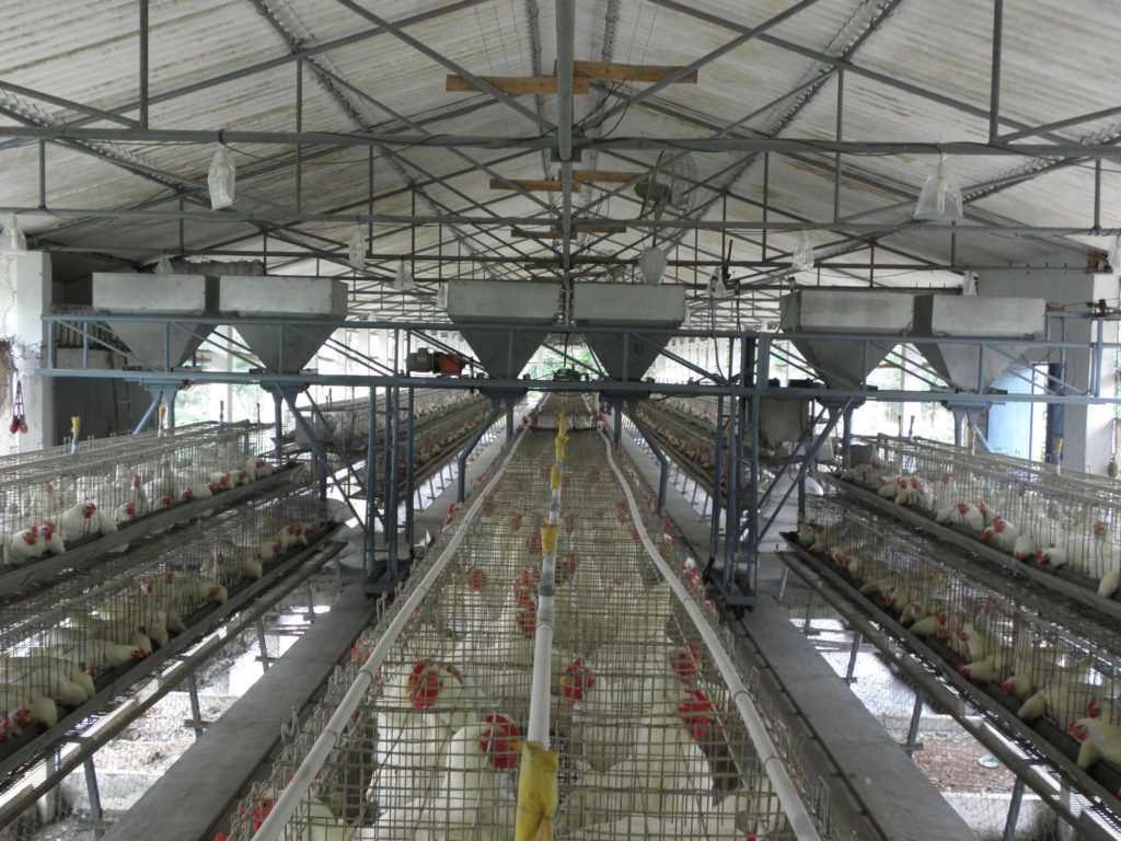 Chakra Poultry Feeding System - Poultry Feeding Equipments