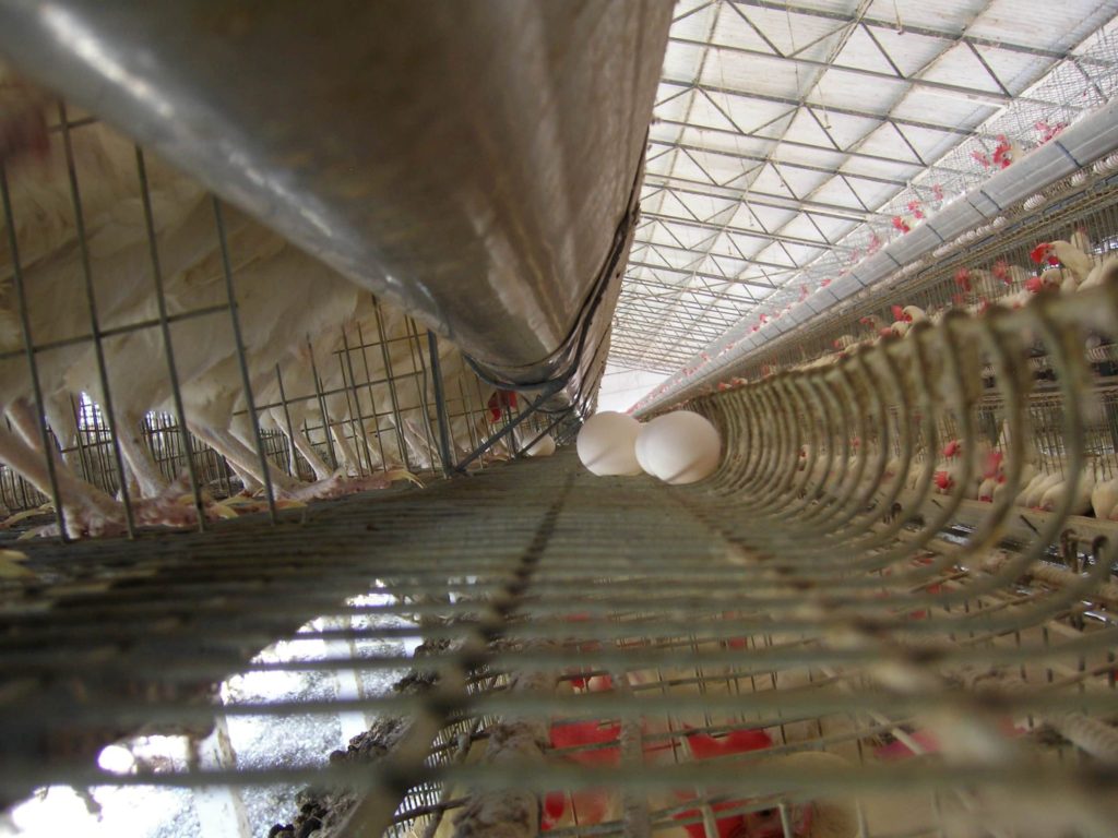 Poultry Cage Systems