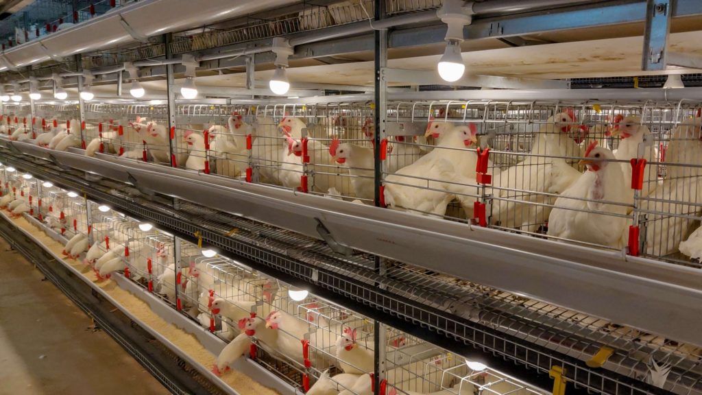 Poultry Cage Systems