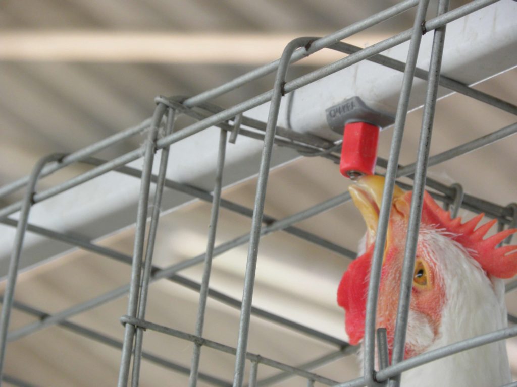 Poultry Watering Systems