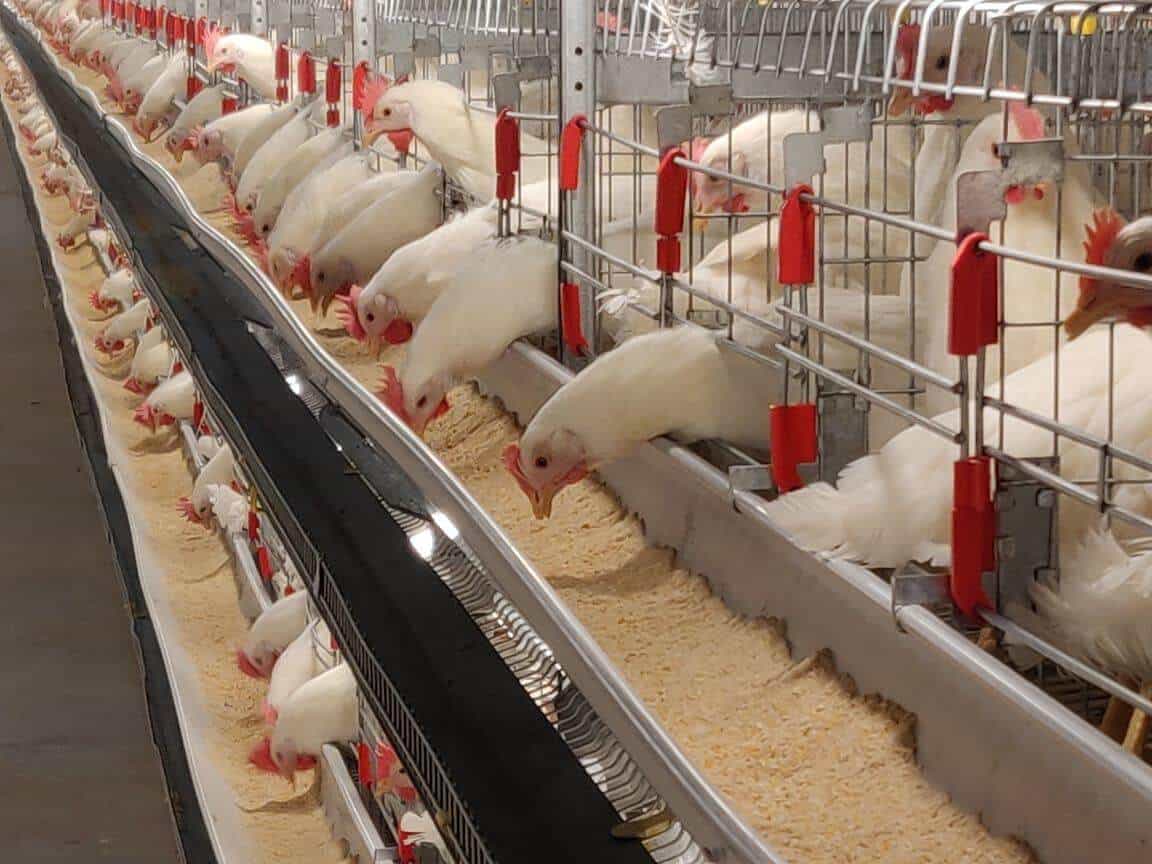 Poultry Cage Systems