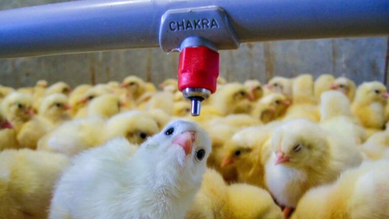 Chakra Poultry Water Nipple System
