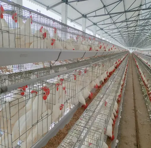 About Chakra Poultry Equipment