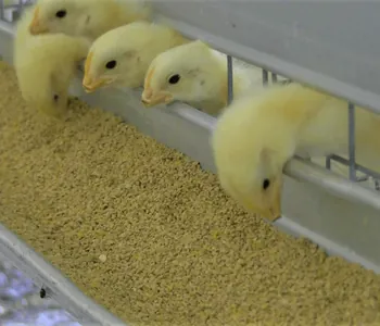 Chick Cages
