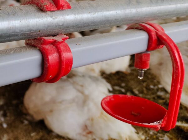 Chakra Poultry Nipple Drip Cup