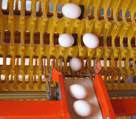 Chakra Poultry Automatic Egg Collection System