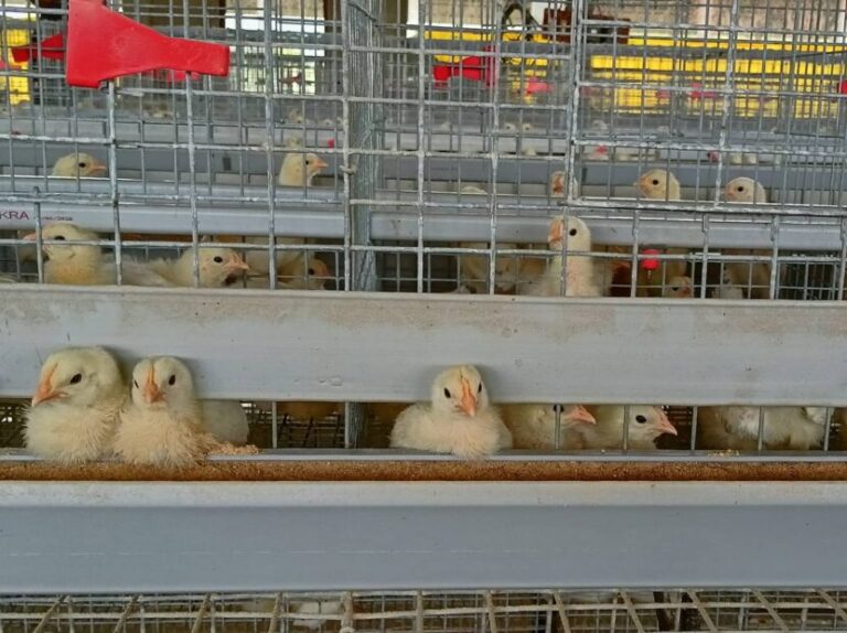 Chakra Poultry Front Flat