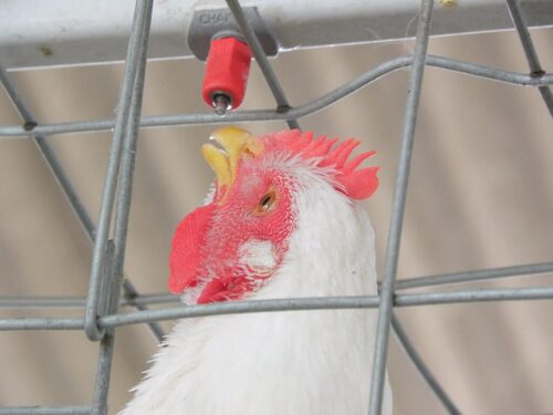 Chakra Poultry Broiler Parent Water Nipple