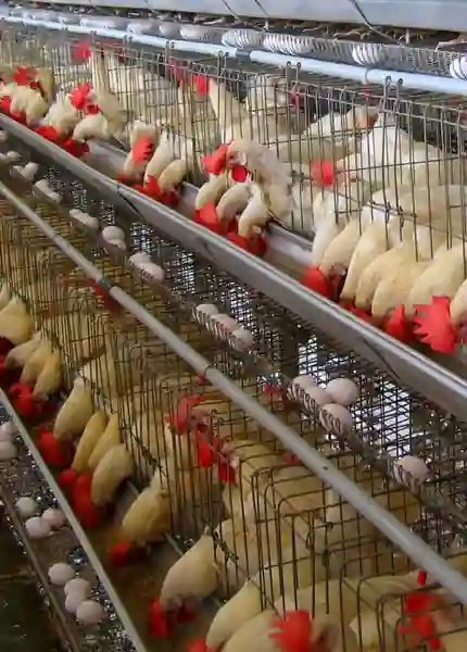 Poultry Cage Systems